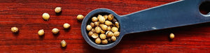 A Deep Dive Into The Unique Flavor of Coriander Seed