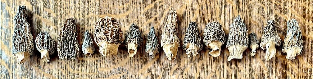 Do Morel Mushrooms Taste Good?