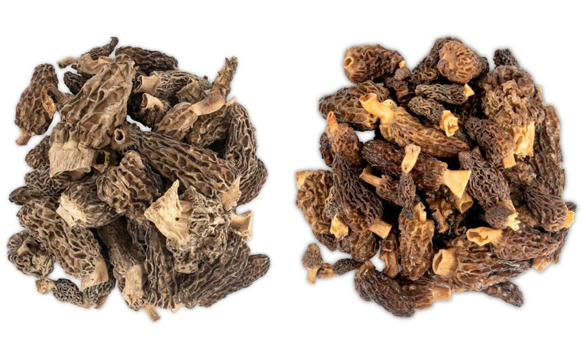 Dried Morel Mushrooms, Wild Morchellas dried mushrooms Slofoodgroup 