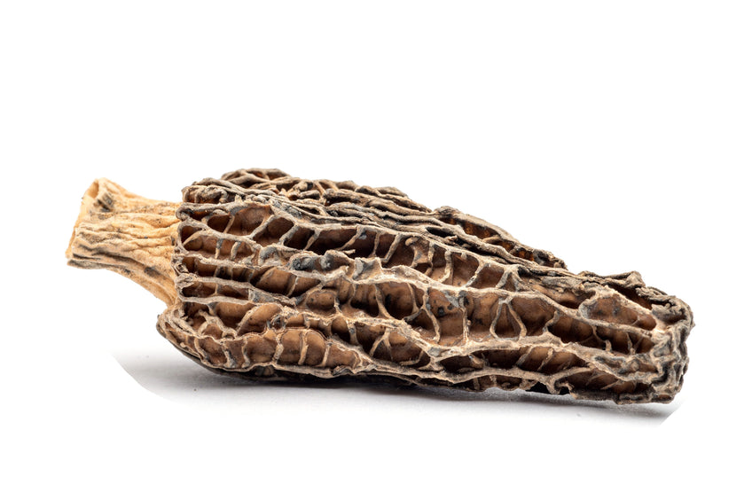 Dried Morel Mushrooms, Wild Morchellas dried mushrooms Slofoodgroup