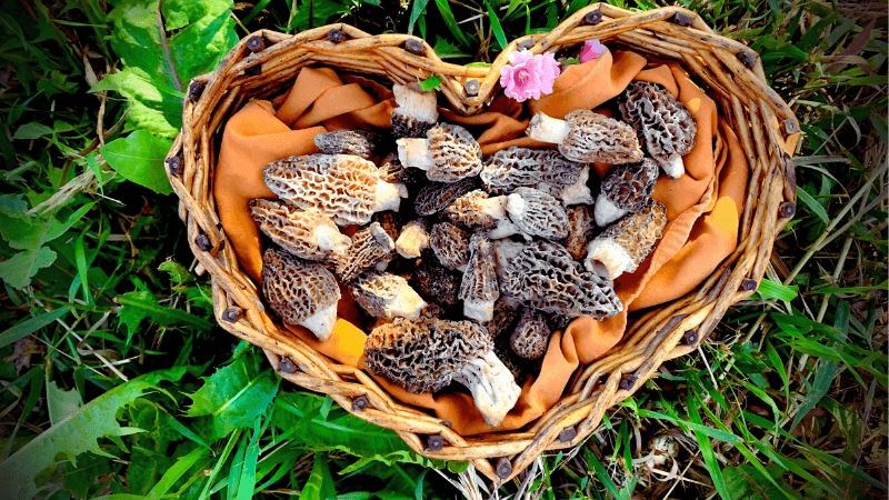 A Short Guide to Morel Mushroom Identification