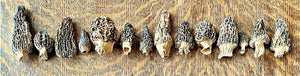 Do Morel Mushrooms Taste Good?
