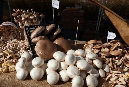 Easy Wild Mushroom and Truffle Stroganoff
