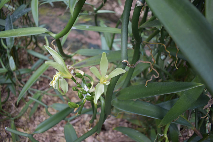 How To Use, Scrape & Clean Tahitian Vanilla Beans