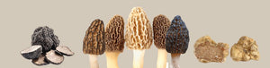 Is Morchella a truffle?