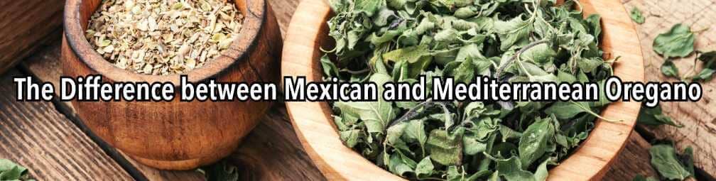 Mexican Oregano vs. Mediterranean Oregano: What’s the Difference?