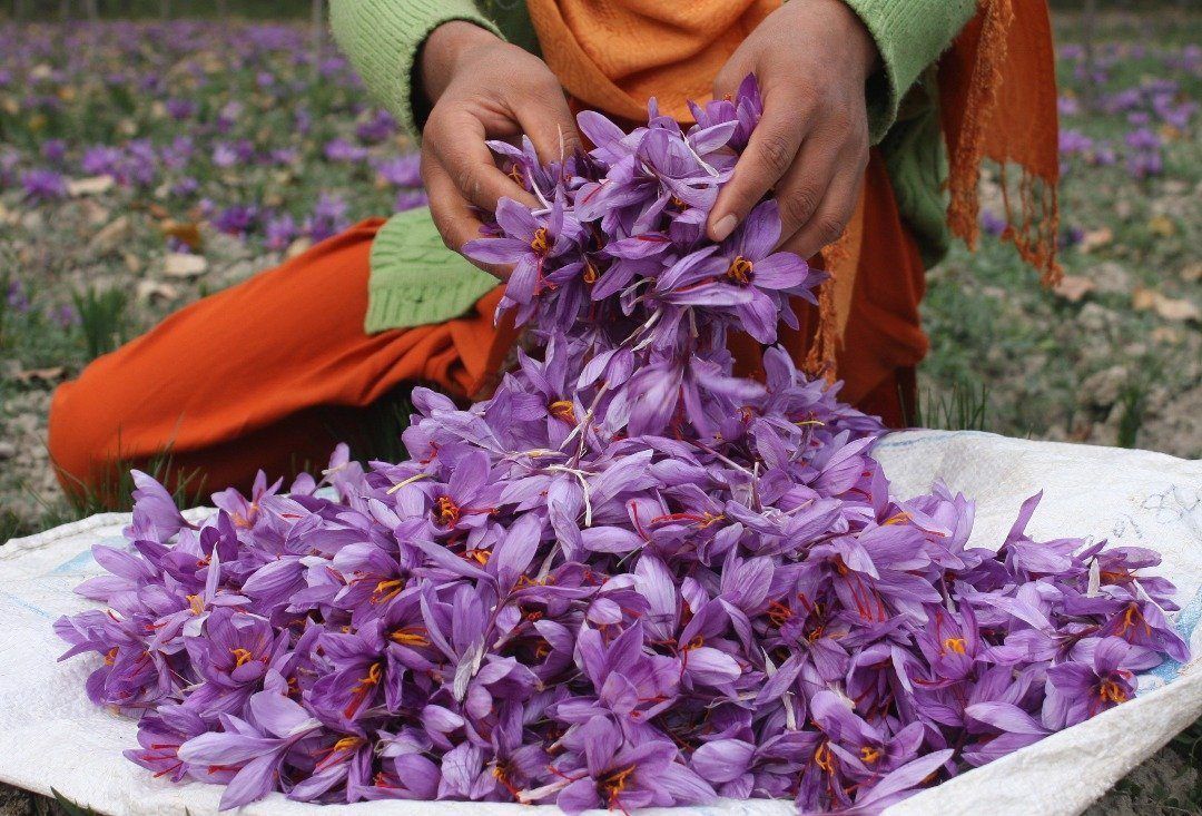 Saffron Crocus: The Flower Producing The World's Most Expensive Spice