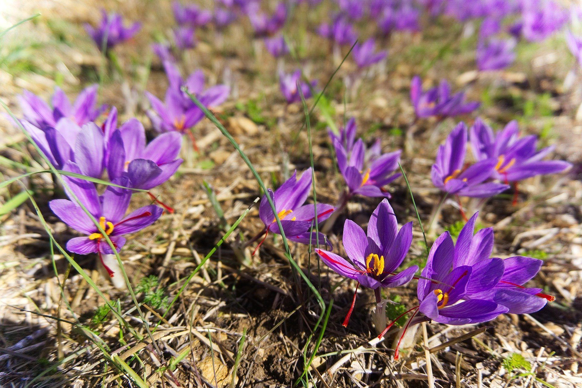 Saffron Price: Why It's The Most Expensive Spice