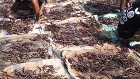 Vanilla Beans vs. Vanilla Pods: What's the Difference?