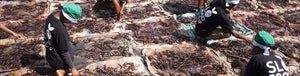 Vanilla Beans vs. Vanilla Pods: What's the Difference?