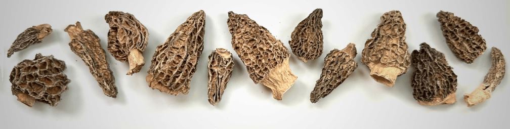What to Do with Dried Morel Mushrooms