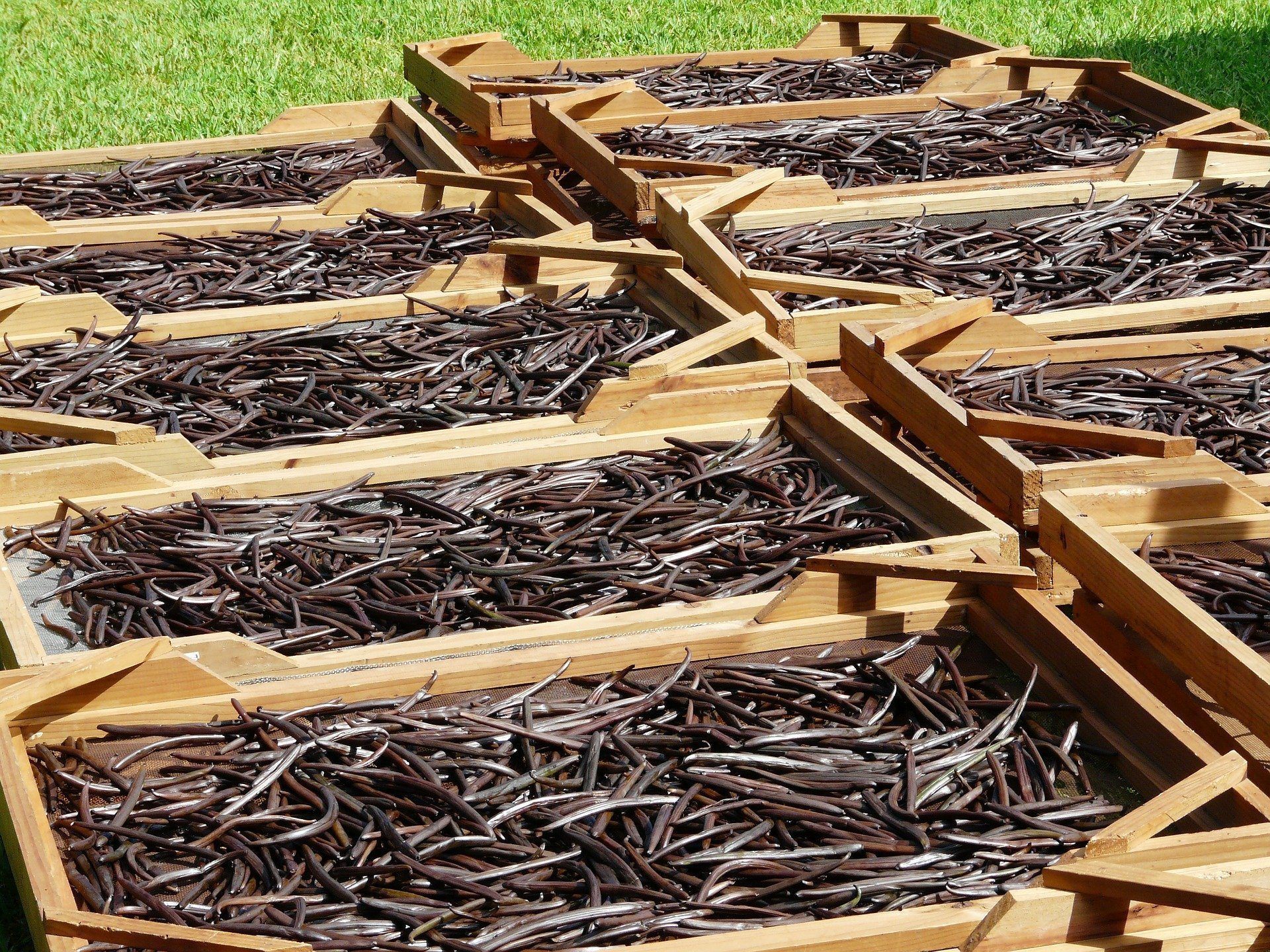 What To Look For When Buying Vanilla Beans Online