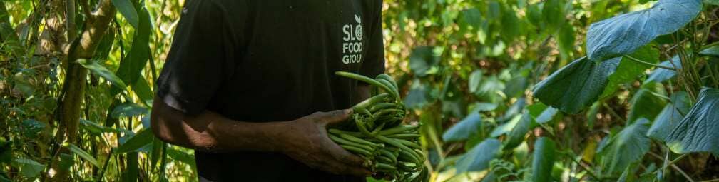 Where to Buy Vanilla Beans Online in 2026: A Complete Buyer’s Guide