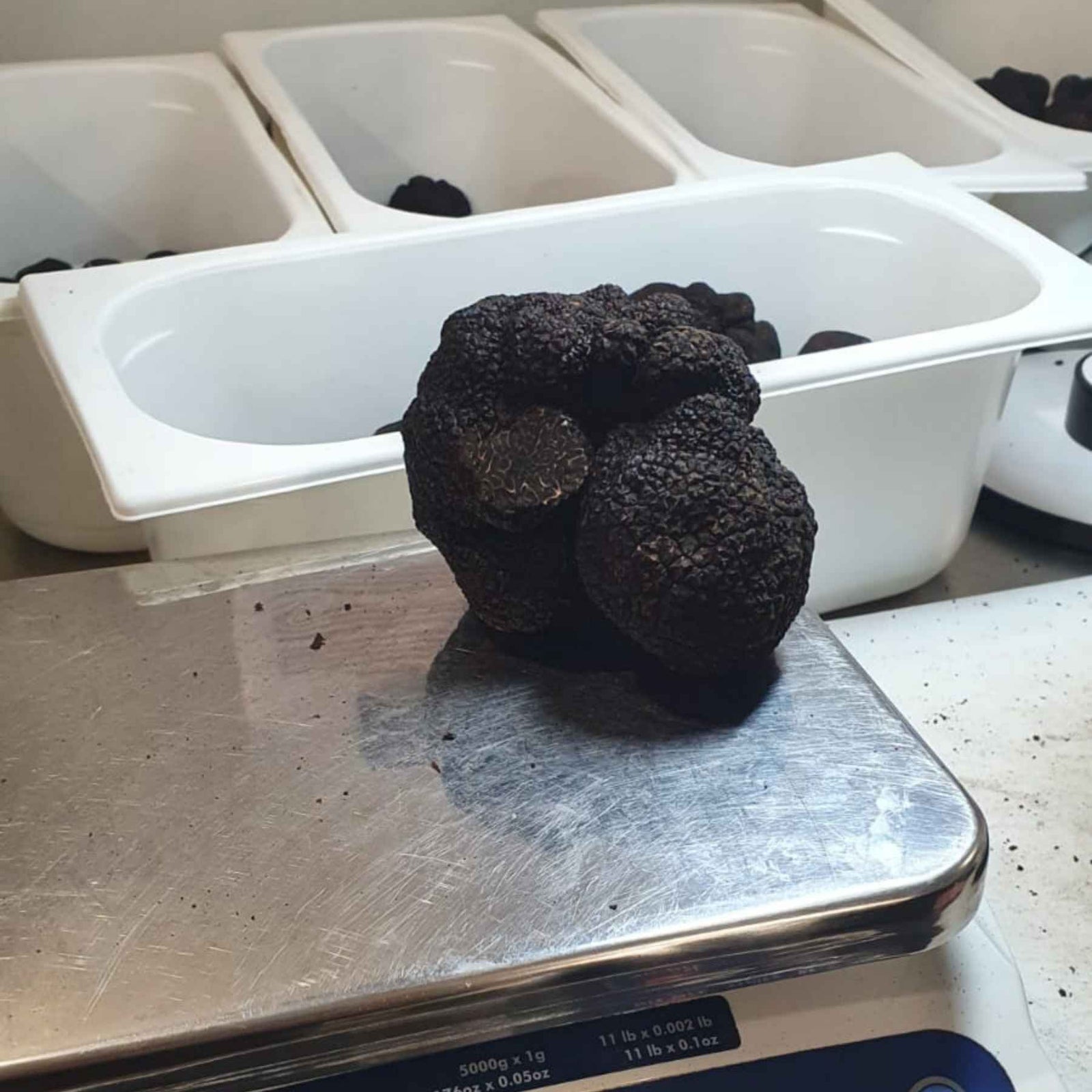 Périgord Black Winter Truffles, Australian Tuber Melanosporum