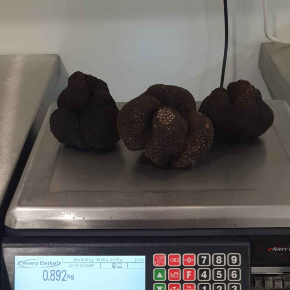 Périgord Black Winter Truffles, Australian Tuber Melanosporum